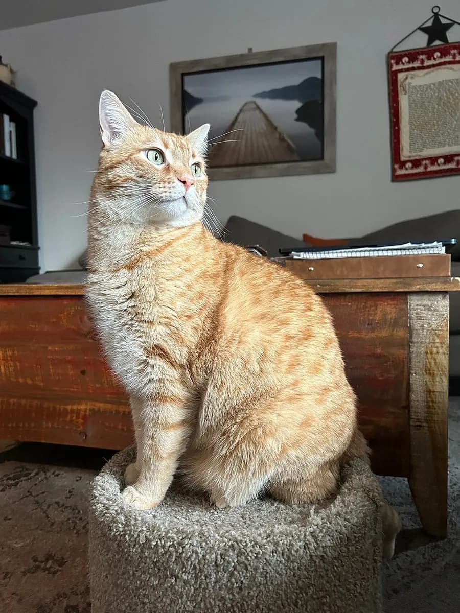 A photo of a ginger cat sitting.