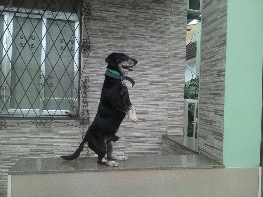 A photo of a black dog standing.